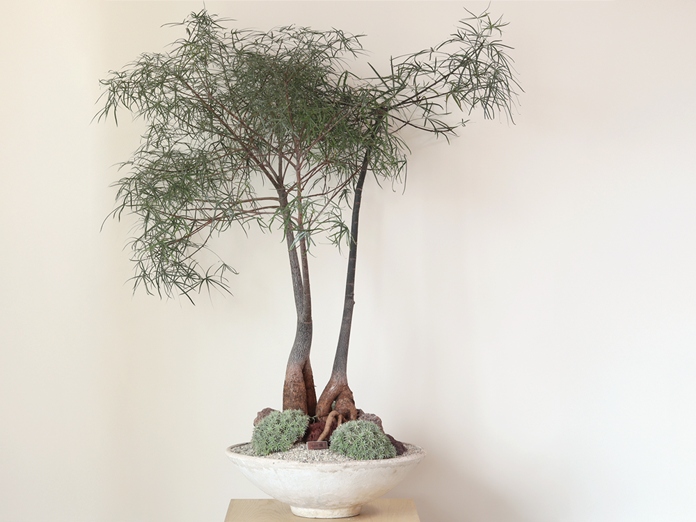Double Brachychiton w/ Brevifolia in Vintage French Cast Concrete Bowl
