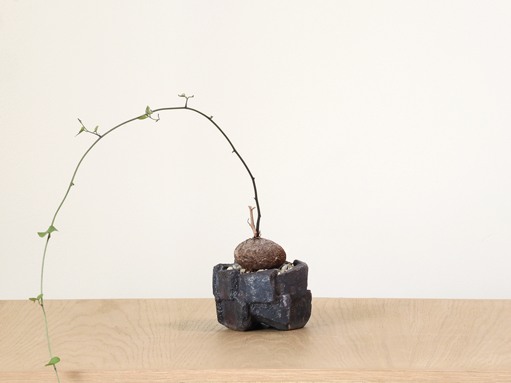 Small Dioscorea in Jonathan Cross Planter