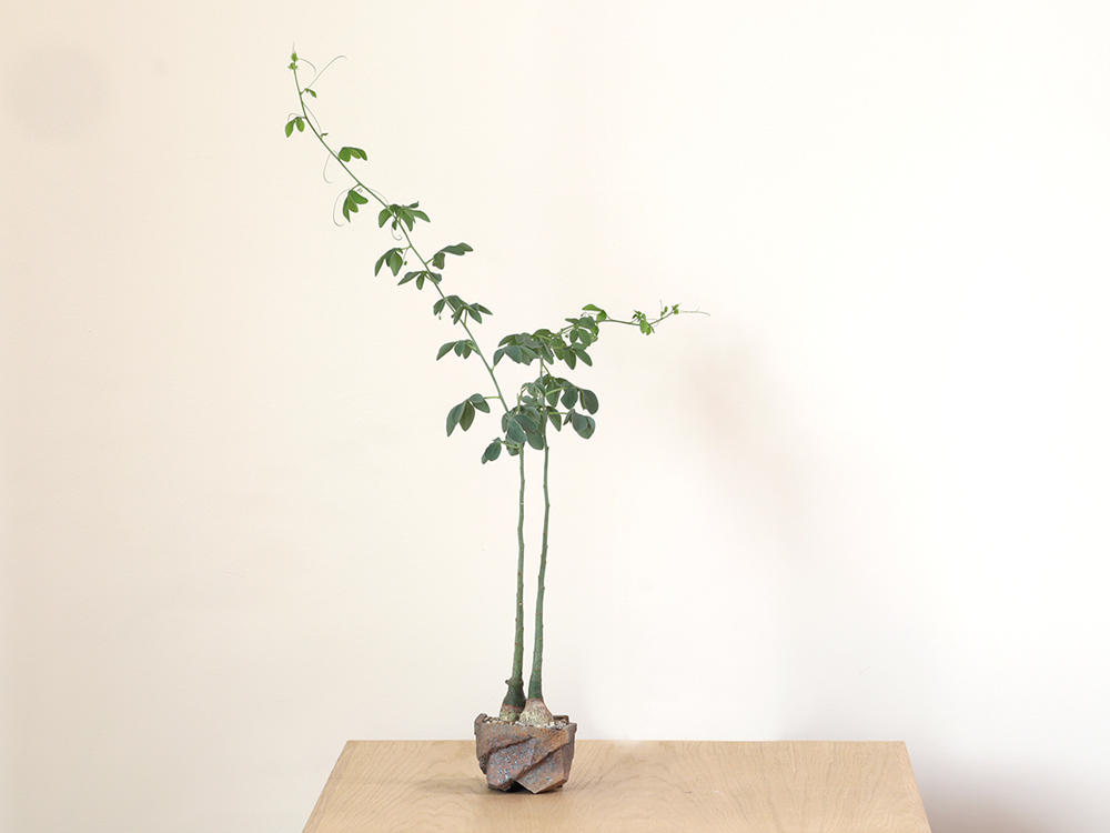 Adenia obesum in Jonathan Cross Stoneware