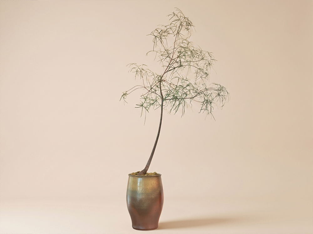 6-foot Brachychiton