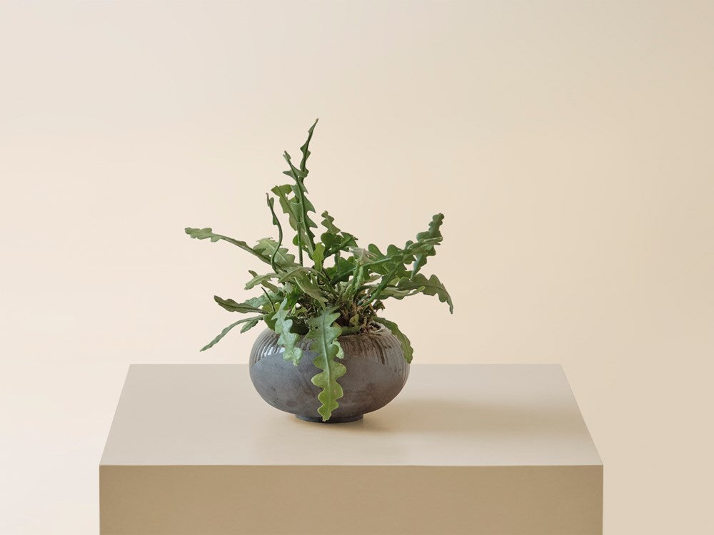 Fishbone Cactus in Ceramic Bowl