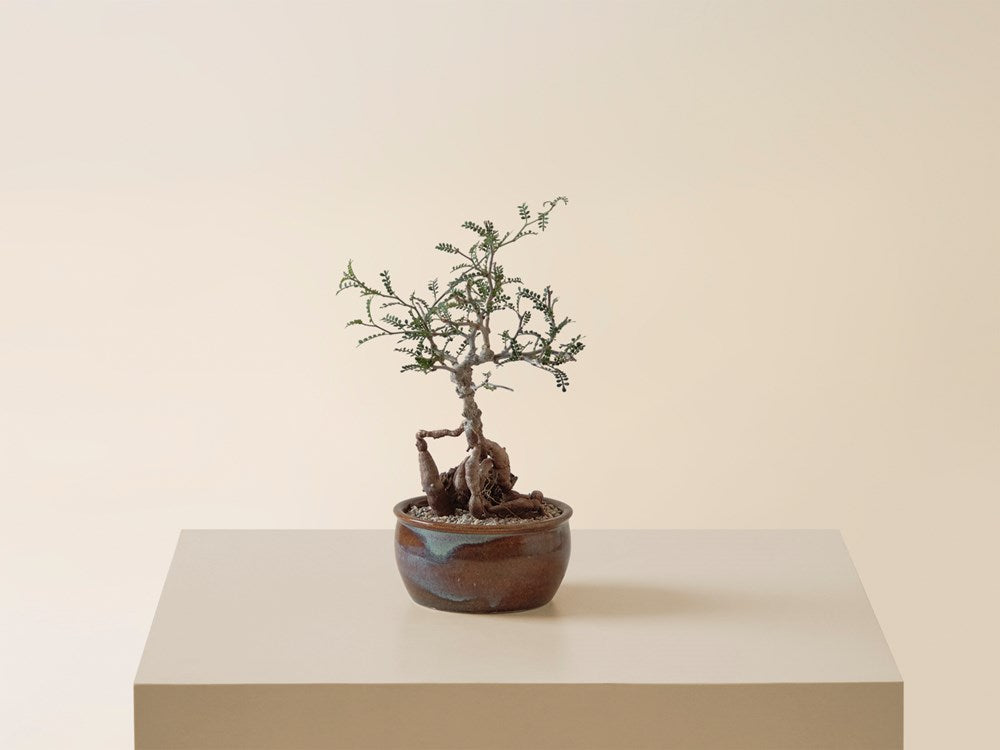 Operculicarya Pachypus in Artisan Ceramic