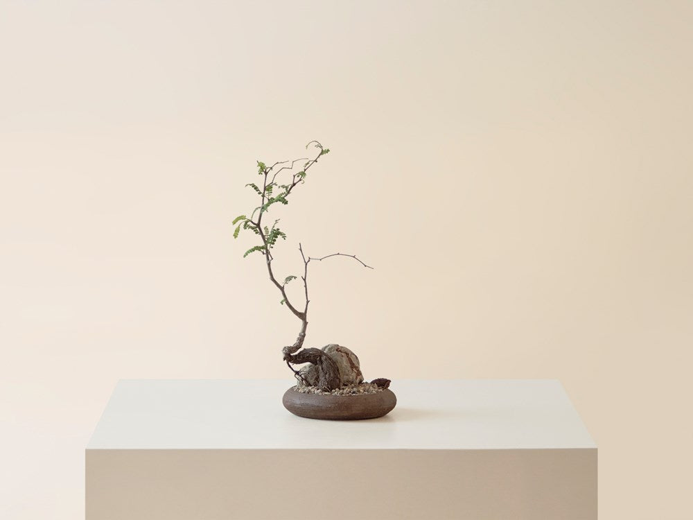 Operculicarya Pachypus in Artisan Ceramic