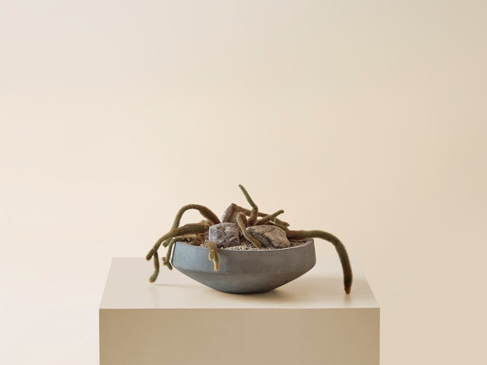 Monkey Tail Cactus in Concrete Planter