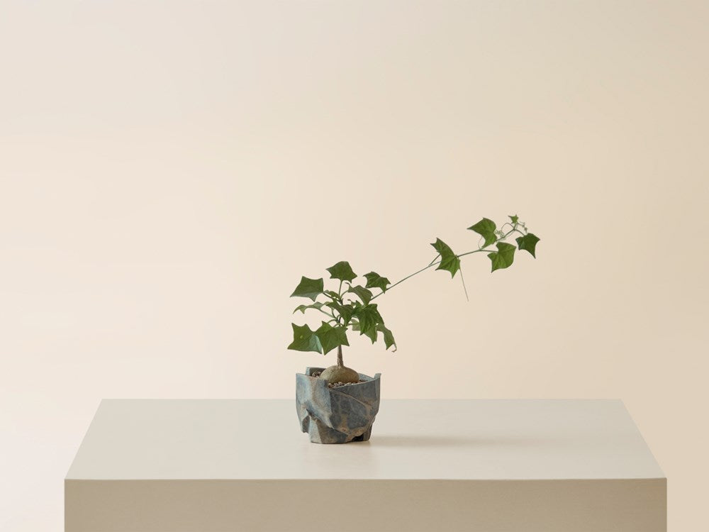Gerrandanthus in Jonathan Cross