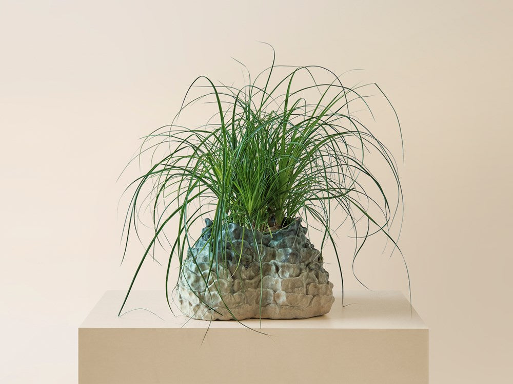 Cluster of Ponytail Palms / Planter Sold Separately