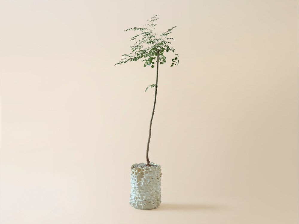Banded Vessel (Medium)