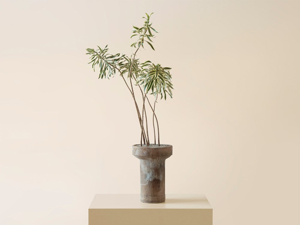Song of India in Terracotta Planter