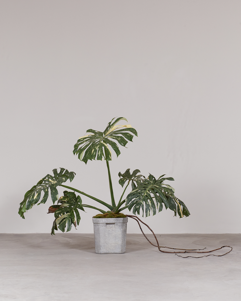 Variegated Monstera (Planter Sold Separately)